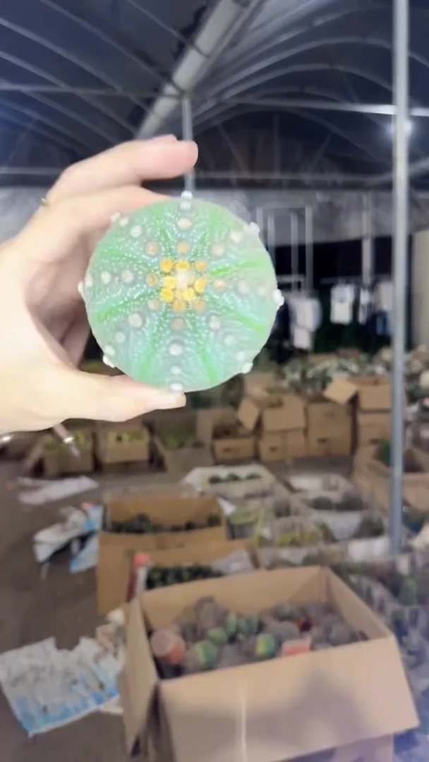 2颗 星兜 不指定多头