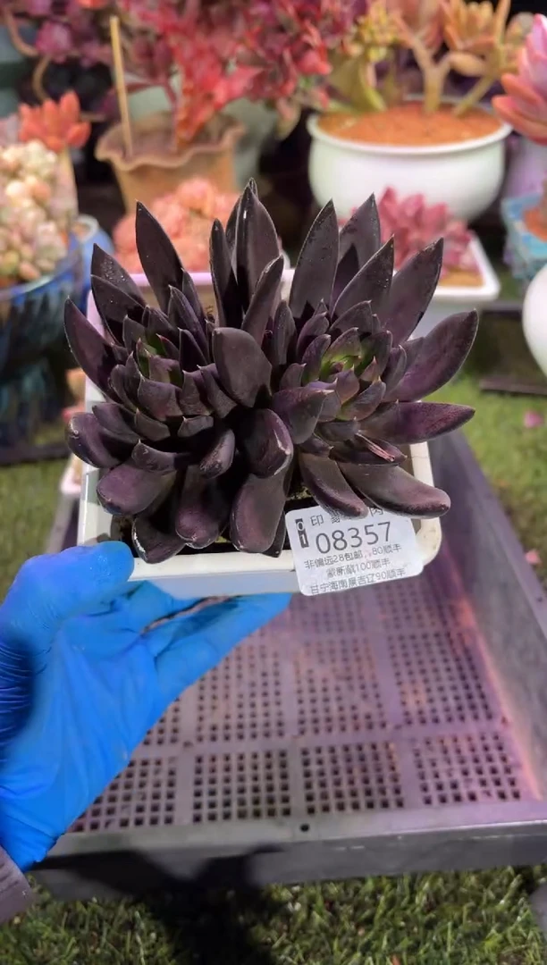 【闪购商品】08357