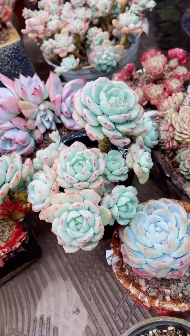 【闪购商品】07009