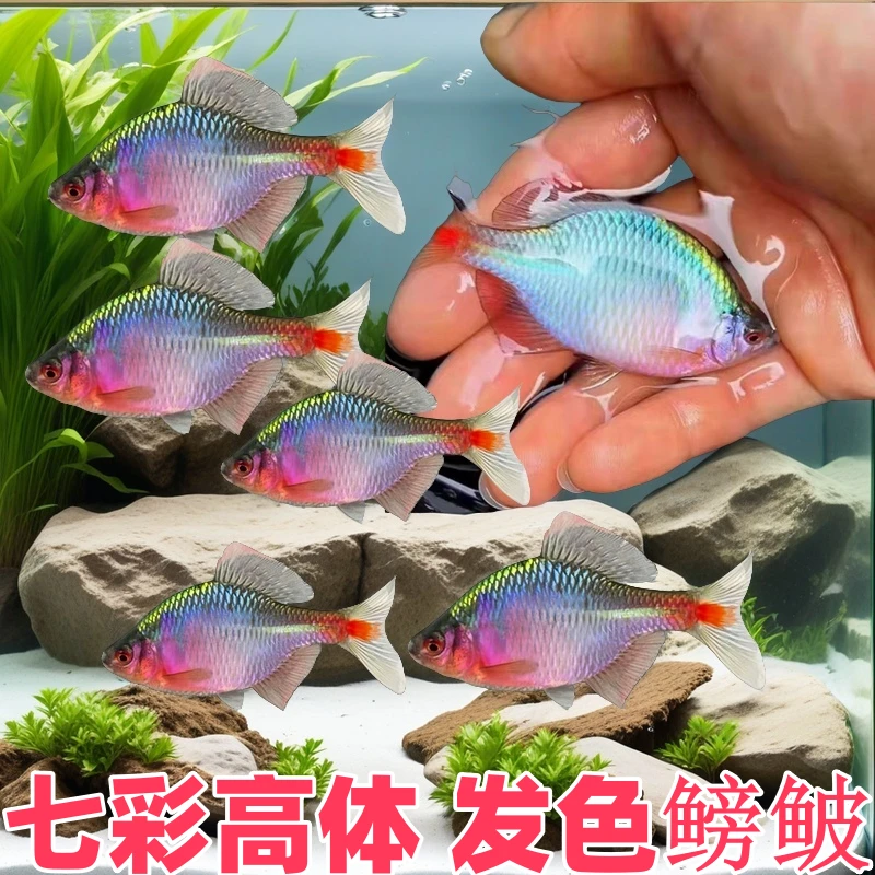 高体发色观赏鱼冷水鱼原七彩旁皮小型淡水鱼淡水除藻好养原生鱼