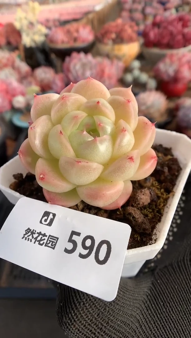 590麦秆多肉植物一物一拍