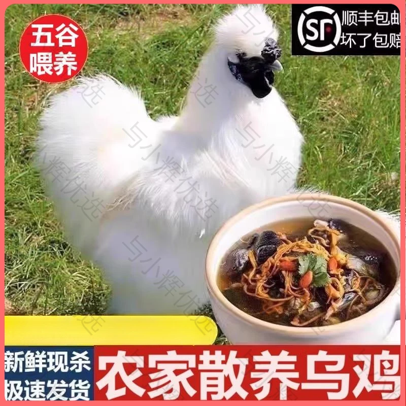 【顺丰上门】乌鸡新鲜五黑鸡农家煲汤乌骨鸡走地鸡农村月子鸡乌鸡