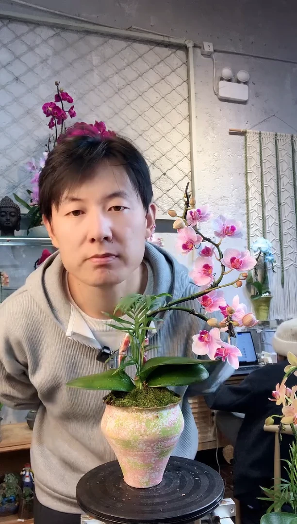 大部分花苞少量开放7654蝴蝶兰一物一拍