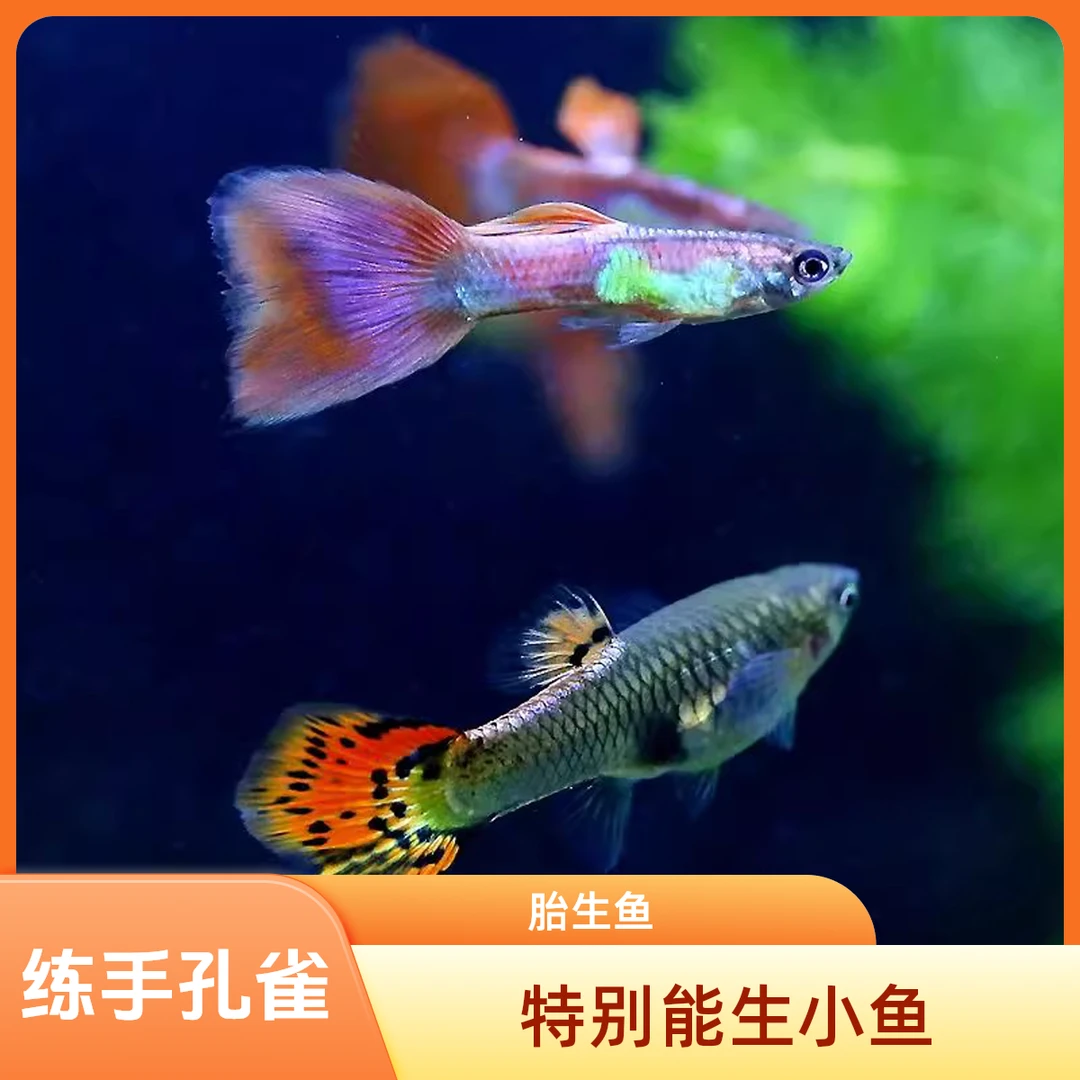 包邮杂袍孔雀鱼凤尾鱼小型观赏小鱼简单耐活好养热带小鱼练手