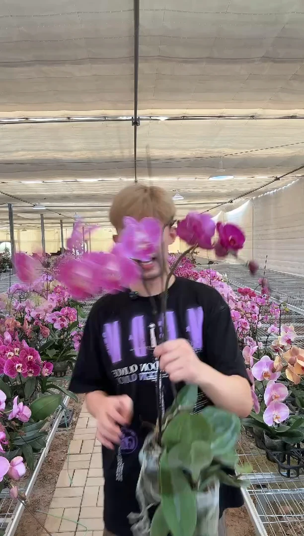 完全开放【高品质3.5大花盲盒】