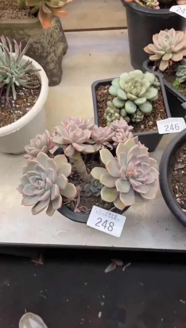 【闪购商品】248红粉