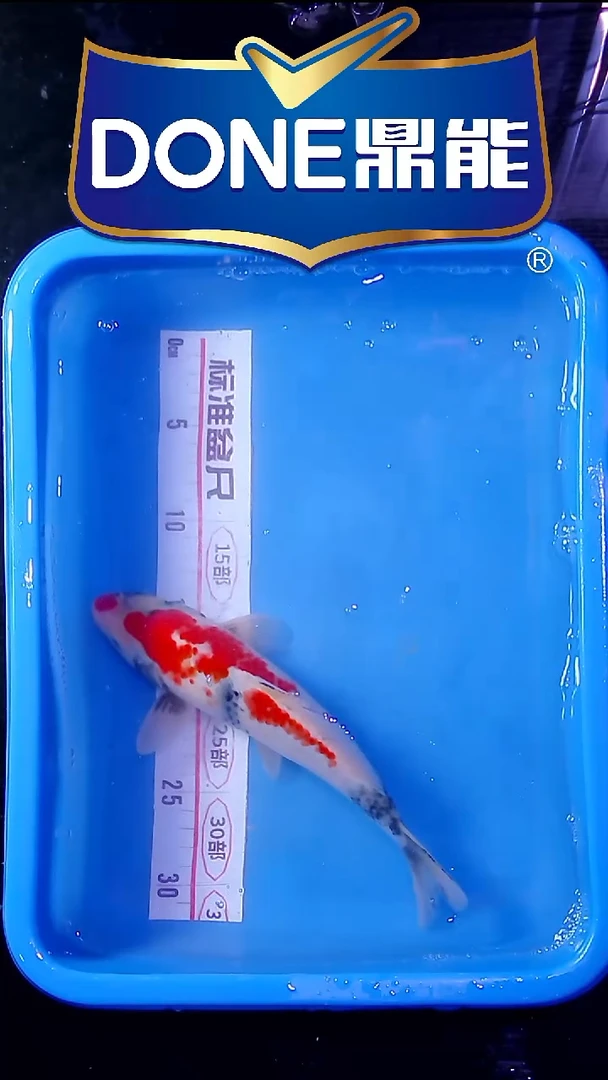 锦鲤直播间菁选 对版发货 32号
