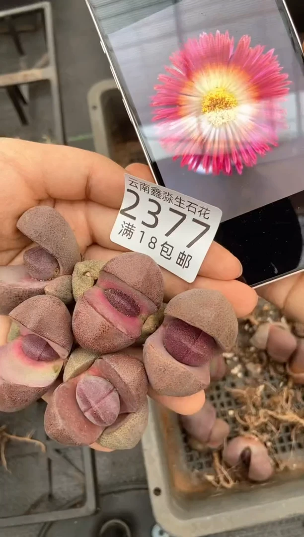 2377特价紫帝玉有瑕疵发货1颗量拍