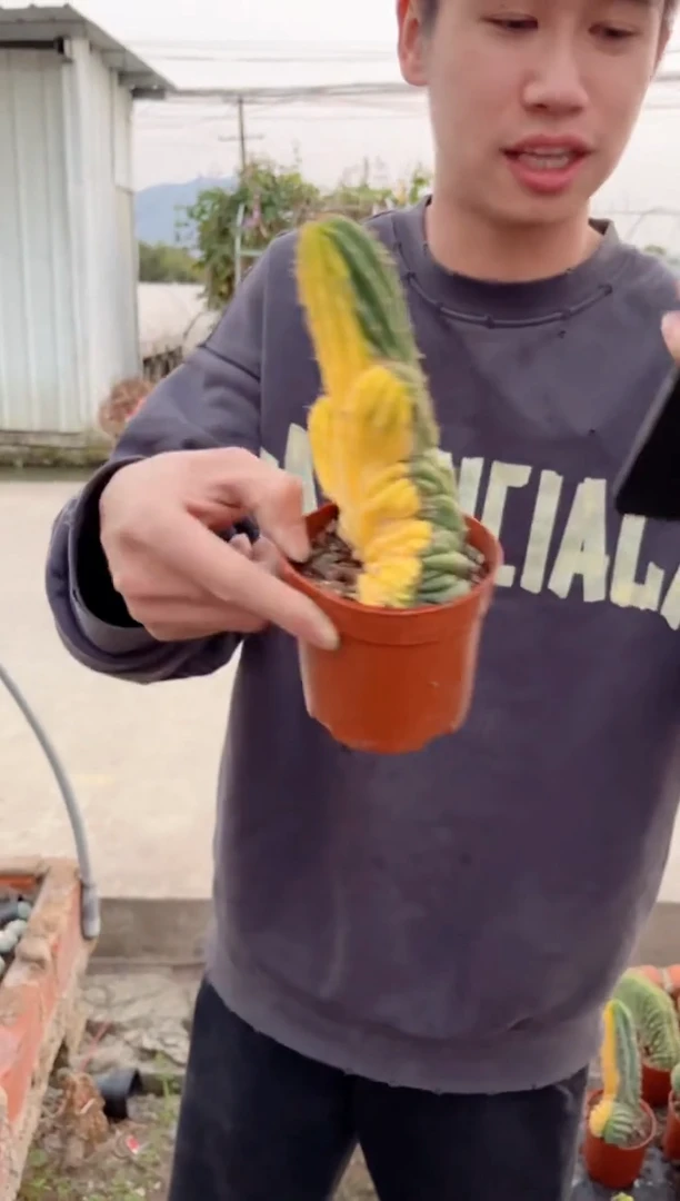 【闪购商品】多纹柱缀化【锦】