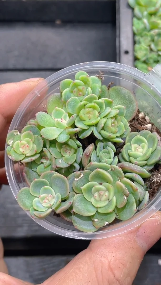 174飘枝甜心      量拍