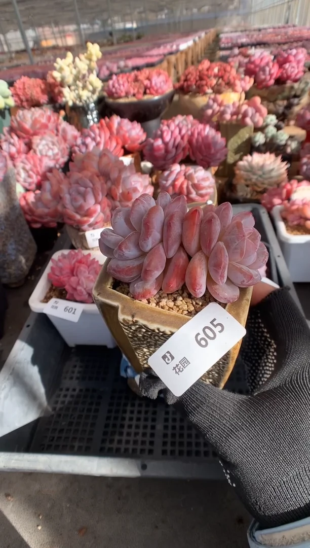 605星影一物一拍