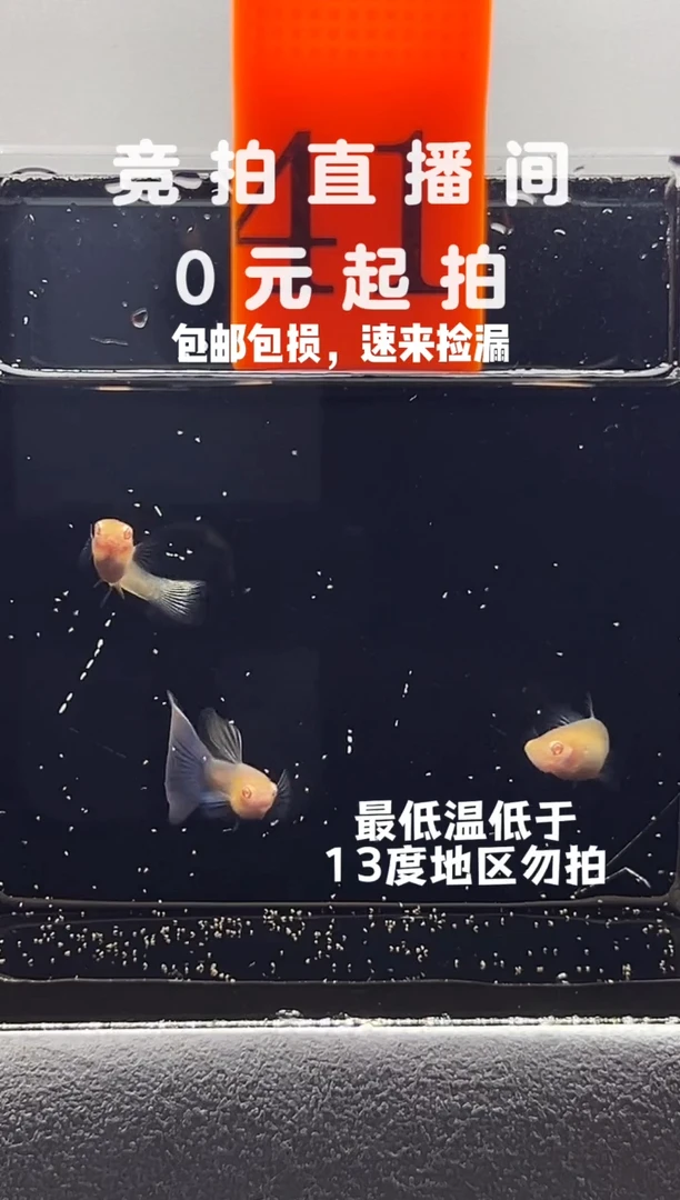 孔雀鱼金粉一公两母编号41