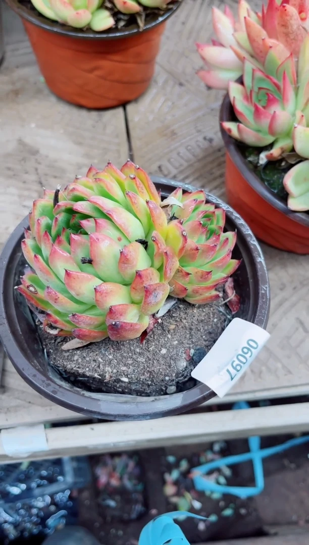 晓****️06097多肉植物一物一拍