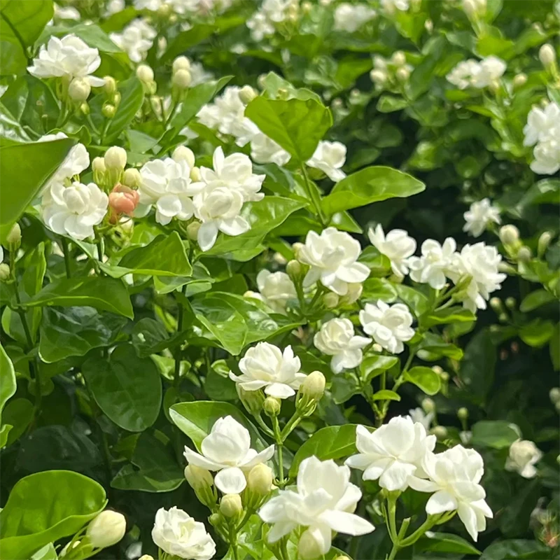 罗曼的花园茉莉花盆栽苗低维护芳香开花耐热耐晒阳台庭院香味花卉