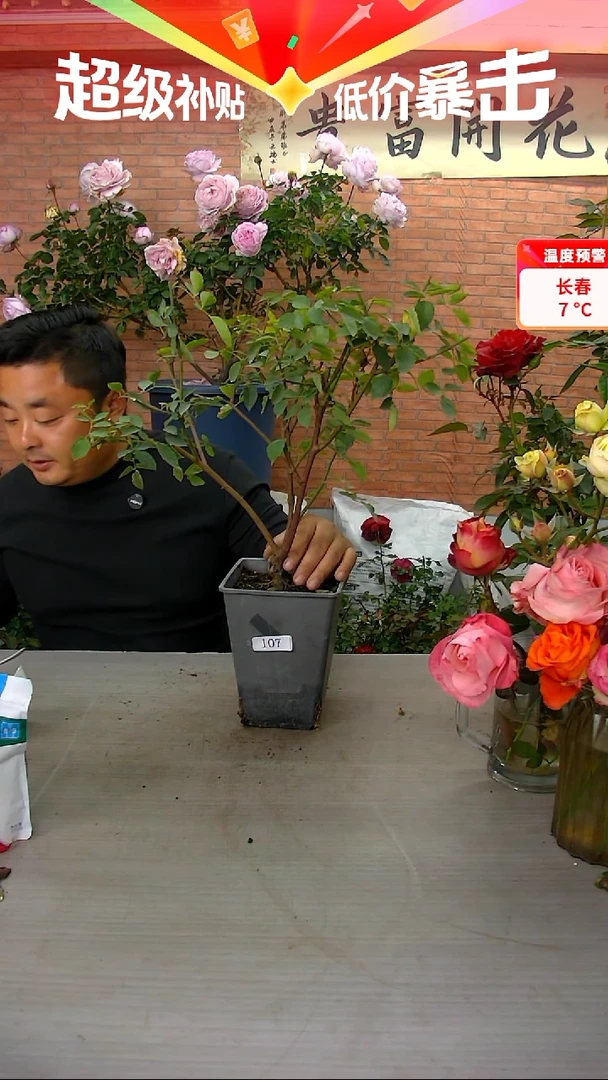 当前无花朵，栽培后可花朵加百列107