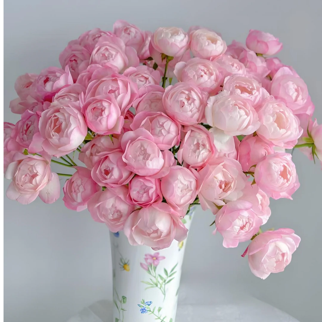 【草莓杏仁饼】多头玫瑰【顺丰包邮】云南鲜花批发 基地直发