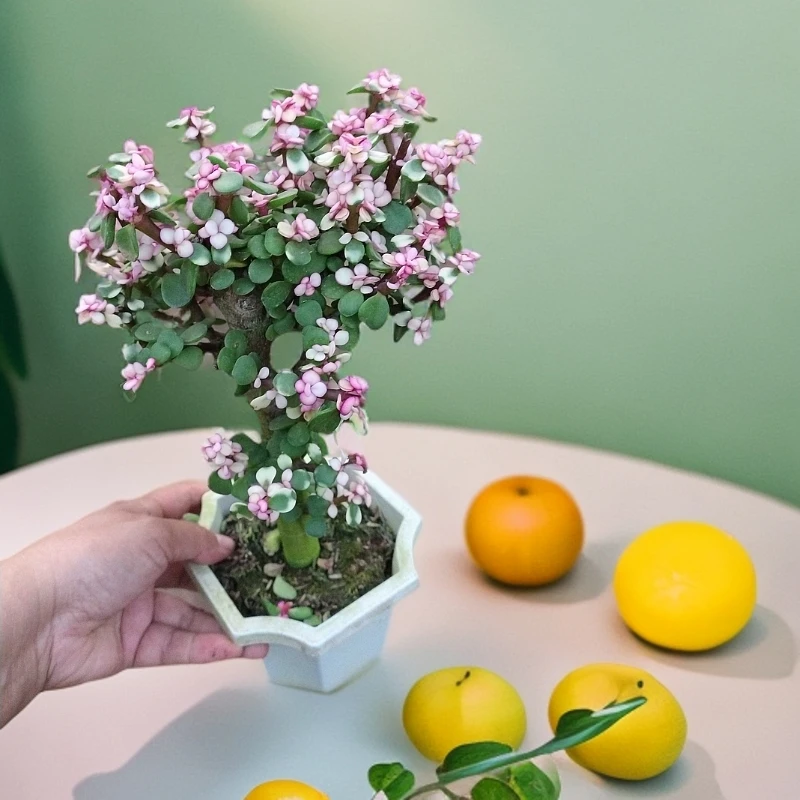 独杆棒棒糖金枝玉叶室内绿植