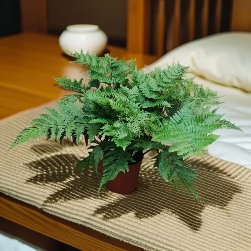 彩虹蕨室内办公室净化空气网红盆栽