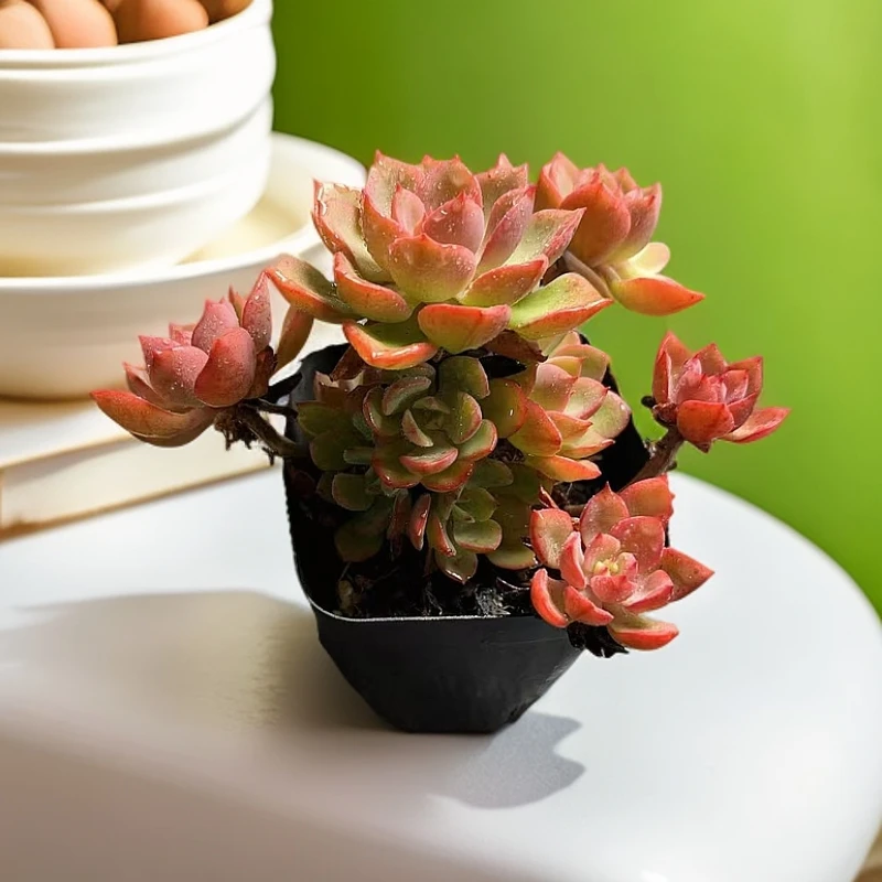 高贵多肉 时宜店铺 全状态 老桩 整桩整群 脱土发货 新手好养