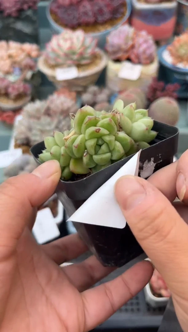 1142群生厚叶乌木多肉