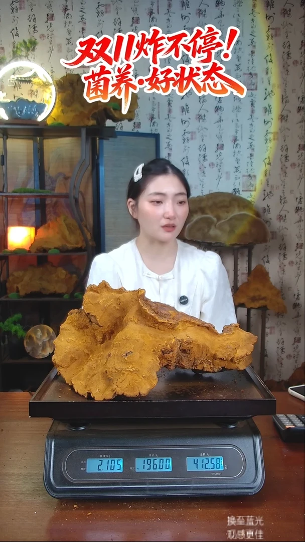 松针层孔菌中国大陆【藏区 野生】松树桑黄（4.21斤）60-70年份