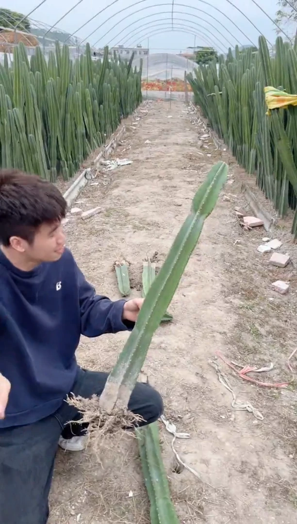 【闪购商品】【带根】50cm 量天尺