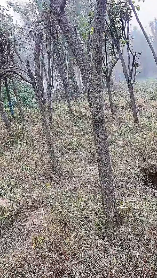 完全开放常*柿子457