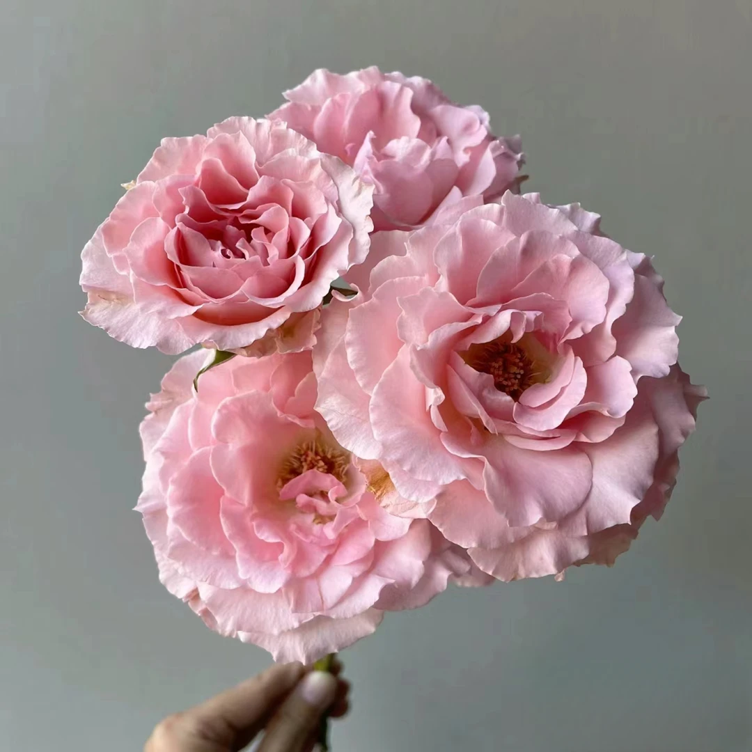 小头单头人鱼公主泡泡10支  多头玫瑰  批发花店摆地摊  家养水养