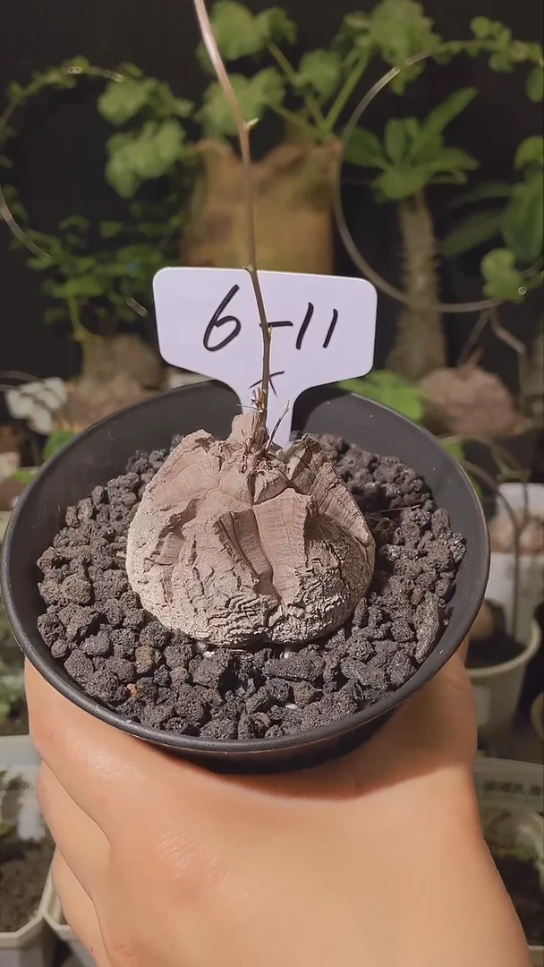 肥*仔611号618甄选南非龟甲龙单颗