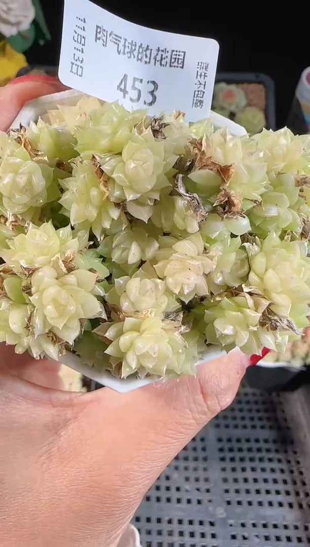 1113-453群生不包整