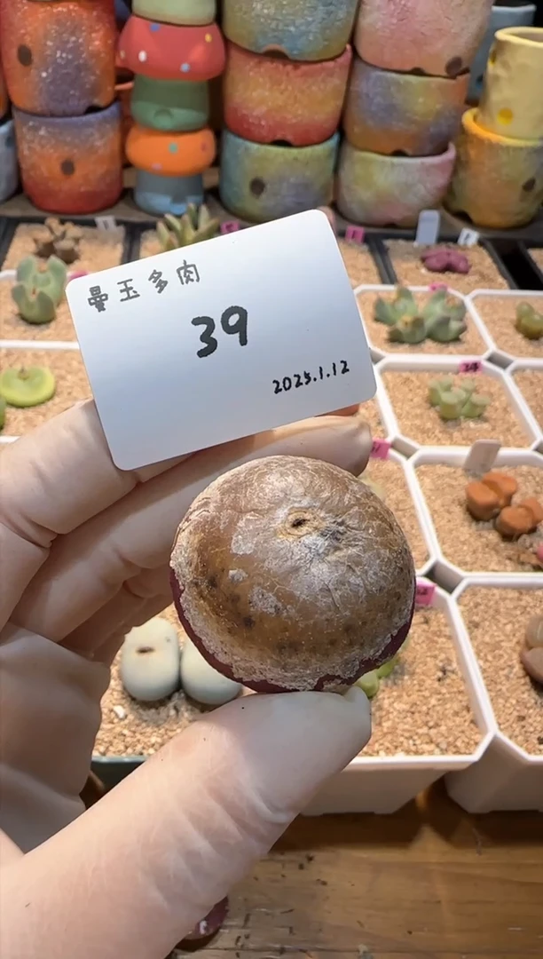 【闪购商品】25.1.12-39喵大大