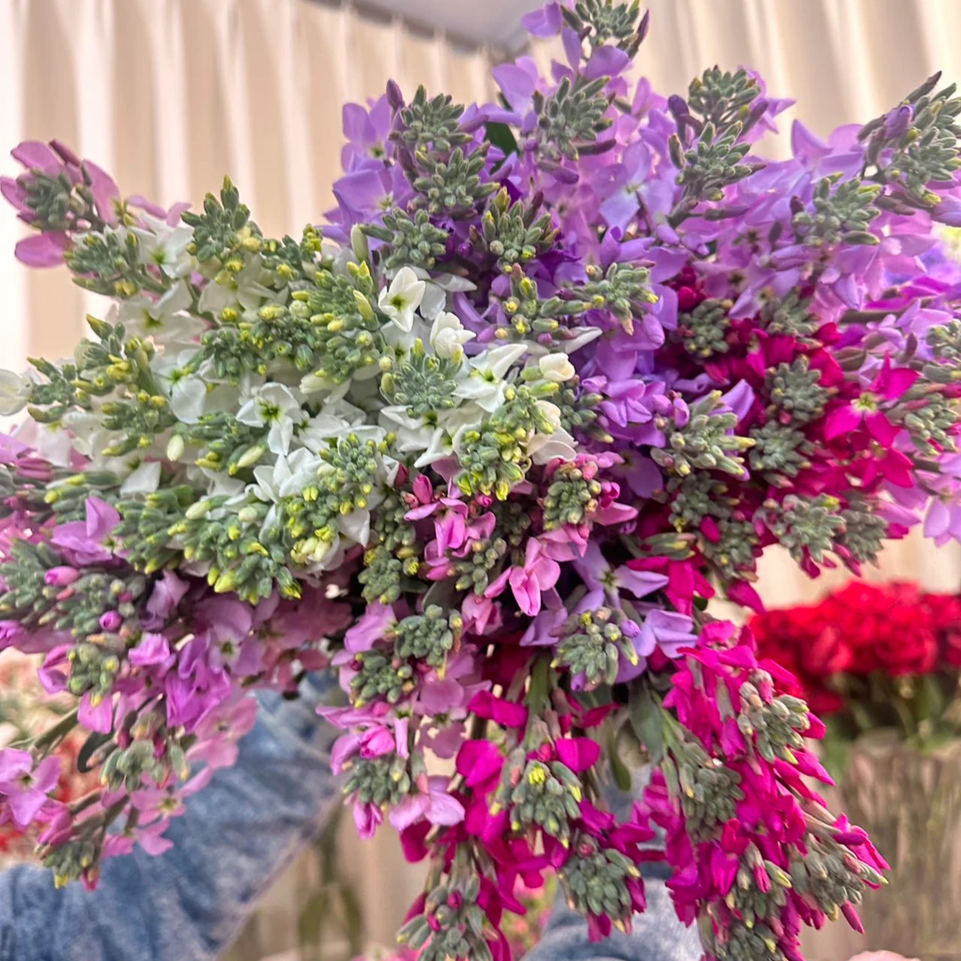 单瓣紫罗兰2扎随机色   任意2单升级顺丰冷链