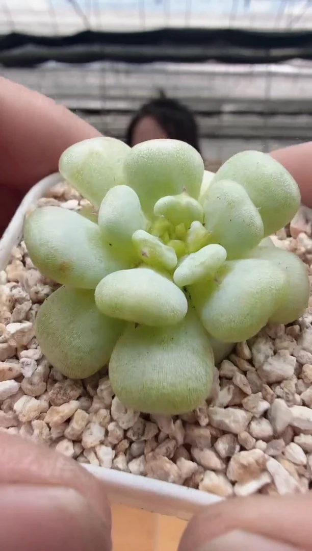 东云多肉园新款-76