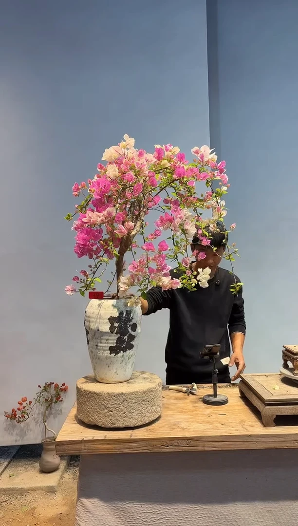 以实际为准三角梅34