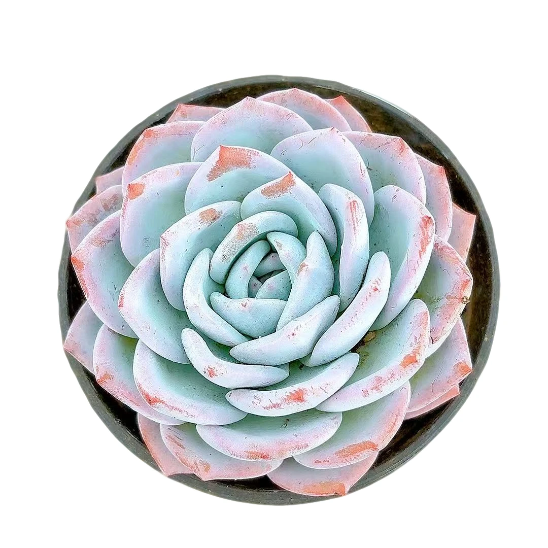 【精品雪卡】【满9.9包邮】星花怒放阳台露台办公多肉植物栽种养