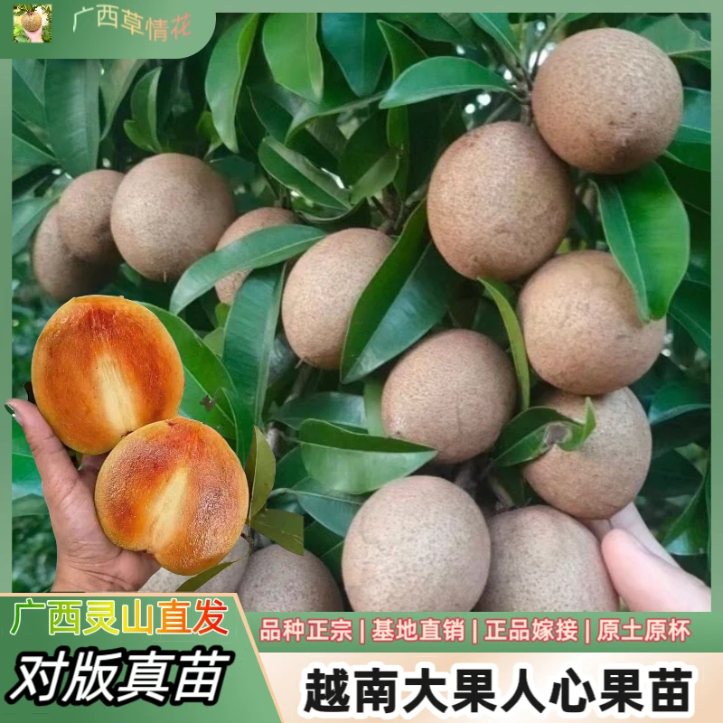 人心果树苗越南特大果嫁接苗南北方四季可种庭院阳台盆栽地栽均可