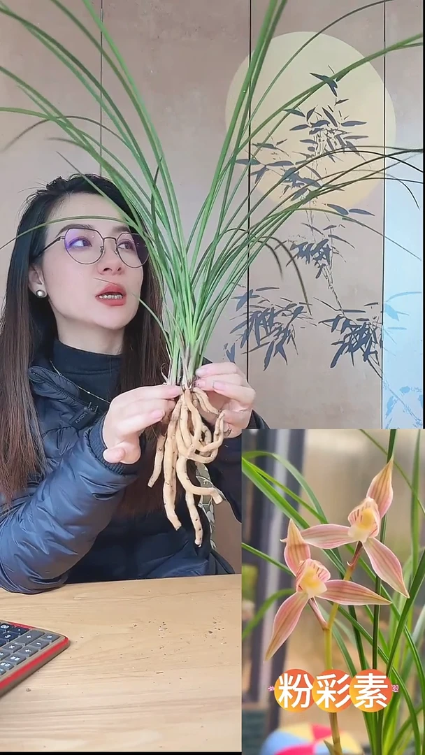 当前无花栽培后可以开花：粉彩素
