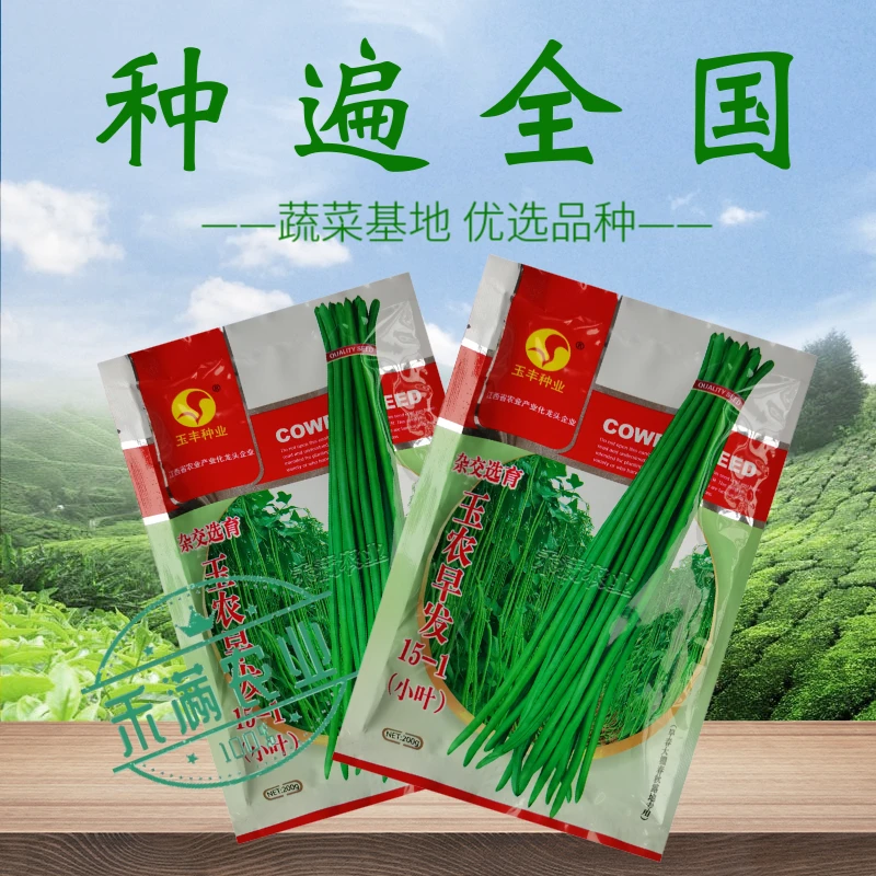 早发15-1特长绿豇豆种子春秋季小叶长豆角种籽四季豆早熟蔬菜种孑
