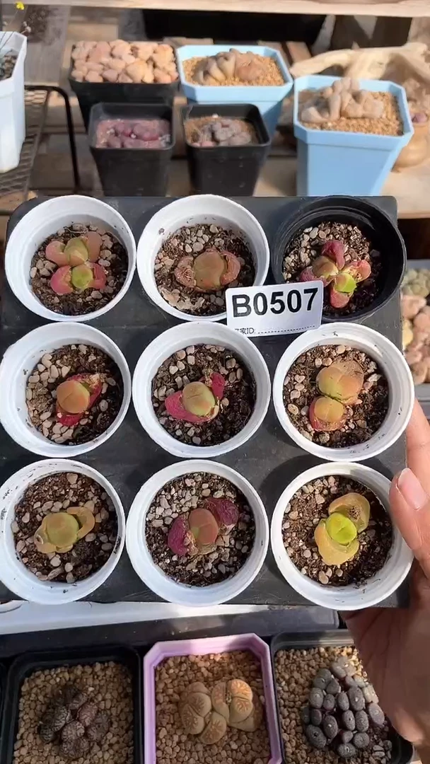 【闪购商品】0507直播一物一拍