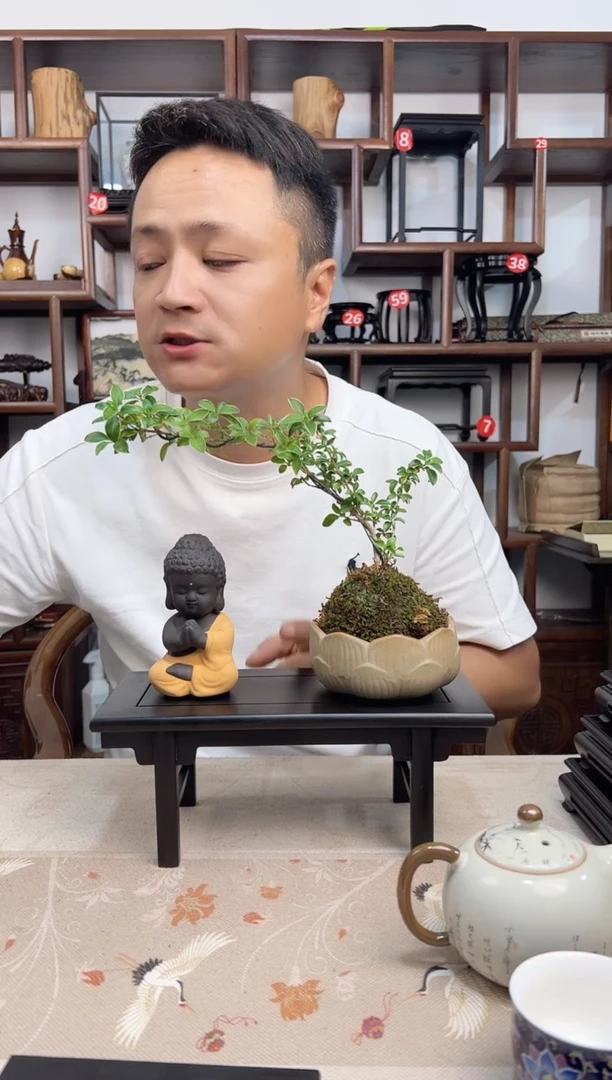 东非黑黄檀（紫光檀）