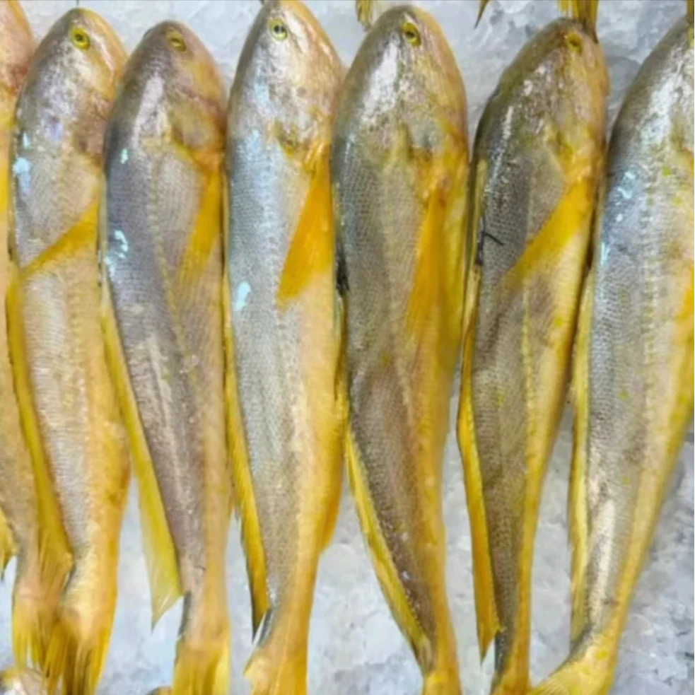 新鲜海捕黄鱼10条  每条约半斤 深海天然 肉质鲜美