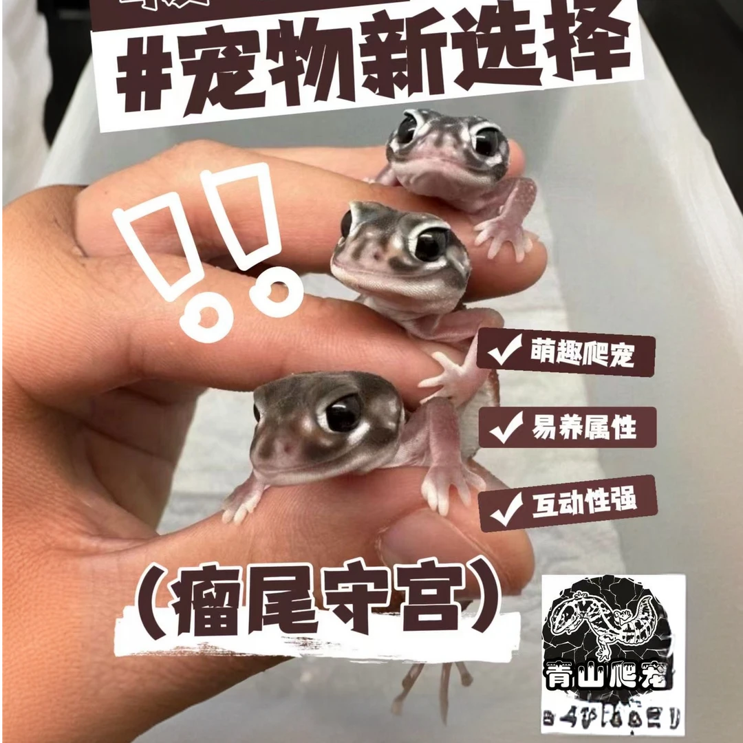 瘤尾守宫活体沙漠可爱小宠新推荐互动性强包邮