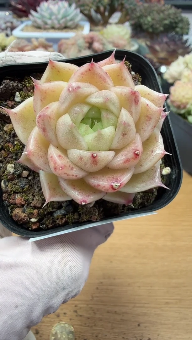 东云多肉园二店-30