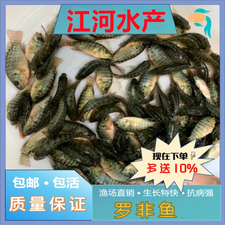 正宗抗寒大种海南一号罗非鱼 快大品种长势快 包邮包活