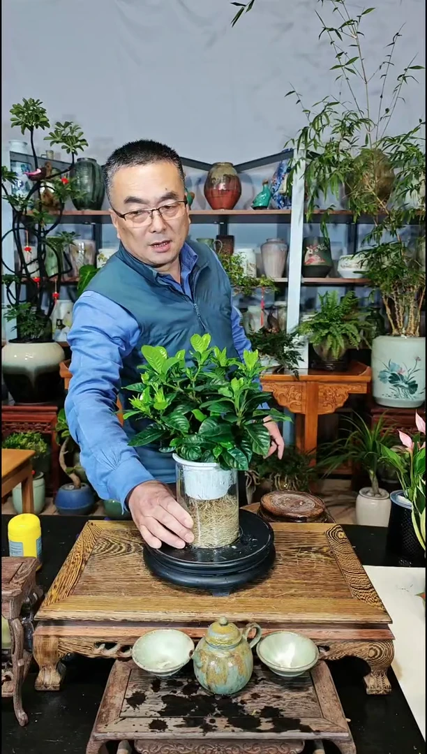 【闪购商品】水之韵水培植物栀子花