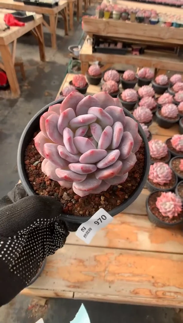 970星橙一物一拍