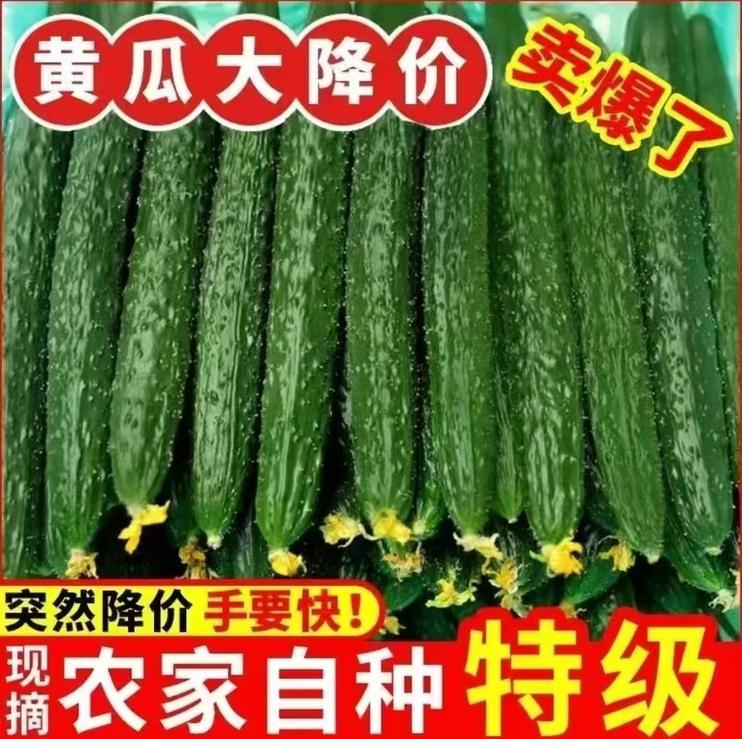 【源头直发】云南老品种露天黄瓜新鲜现摘刺黄瓜水果黄瓜净重5斤