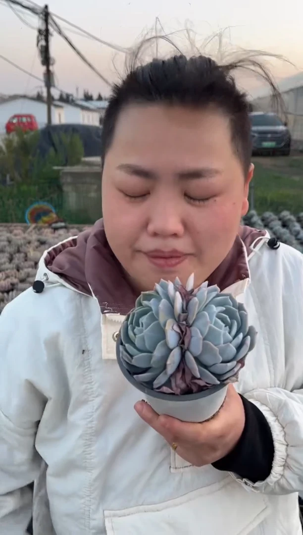 【闪购商品】21-双头起白茶带盆土6.8