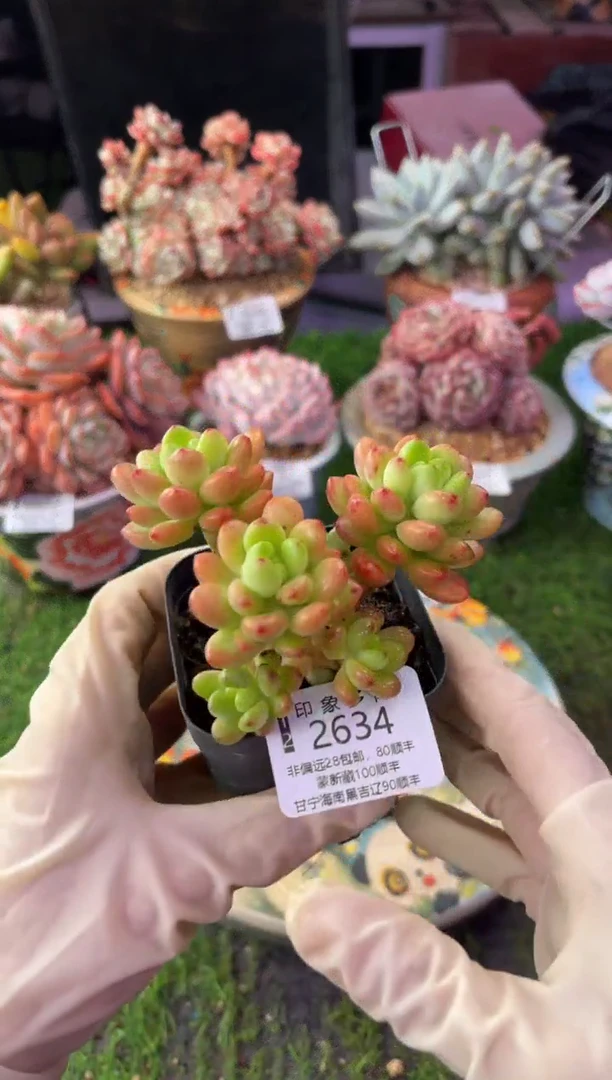 昆明印象多肉2634