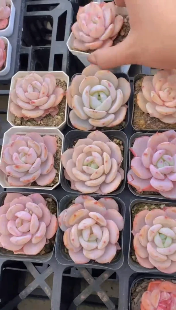 【闪购商品】D924-二代奶茶（量拍）